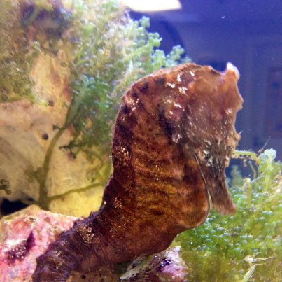 Photo: One of the many amazing residents at our Mokupapapa Discovery Center in Hilo, Hawai'i.