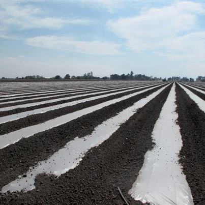 Photo: A field in Mexico uses a drip tape irrigation system provided by Wade Rain Inc., a small business based in Tualatin, Oregon. Wade Rain's Mexican subsidiary sells irrigation equipment -- most of it manufactured in the U.S. -- to small farms in central Mexico and has helped introduce more efficient irrigation technologies such as drip tape, in which long lines of crops are watered with a flat kind of hose with multiple holes. Tape irrigation can help farmers use up to 80% less water than "gravity irrigation.” The project has had strong benefits for U.S. procurement, importing more than $12 million in U.S. equipment. http://www.opic.gov/blog/mexico/featured-photo-conserving-water-during-irrigation
