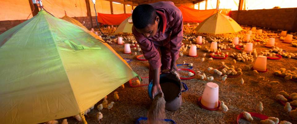 Improved Food Security:  Today Abe produces over 5 million eggs a year and enough chicken meat to feed 108,000 people.  