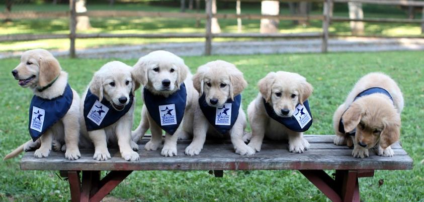 Photo: The last group photo before the pups started the next chapter.