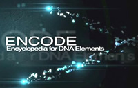 ENCODE Encyclopedia Of DNA Elements