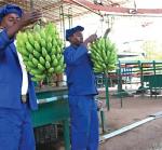 Zambian workers with bananas