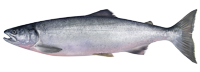 Sockeye Salmon