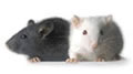 Two mice, one black, one white