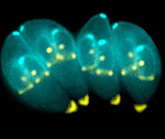 Toxoplasma gondii