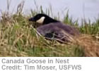 Canada Goose in Nest