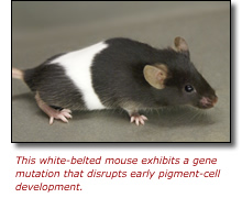 This is white-belted mouse exhibits a gene mutation that disrupts early pigment-cell development.