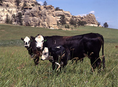 Photo of a Director's Award Winner: Peabody Energy Big Sky Mine Surface Mining Reclamation