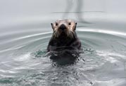 Sea Otter. Credit: USFWS