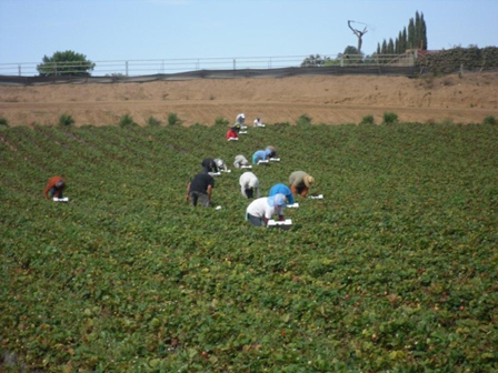 Image of a Produce Farm