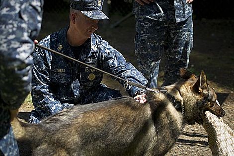 Master Chief Petty Officer of the Navy (MCPON) Rick West meets military working dog 