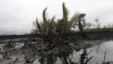 Oil slick flows at the base of the mangrove at Bodo creek, outside Nigeria's oil hub city of Port Harcourt August 2, 2012. 