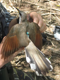 photo: Biologist holding Western yellow-billed cuckoo