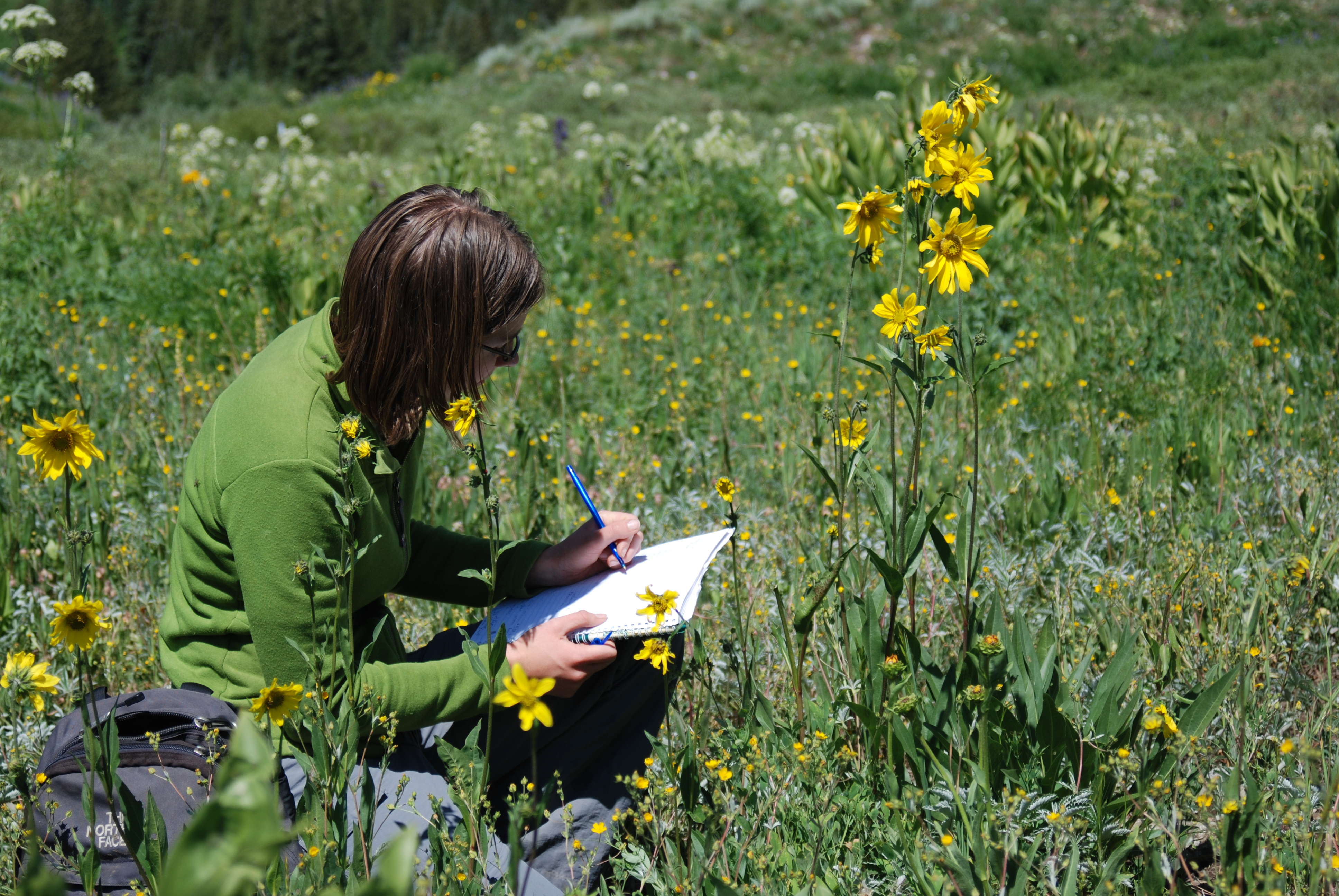 An woman seated in a field of wildflowers records observations