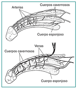 Dos ilustraciones del pene. La ilustración de encima muestra las arterias del pene y la ilustración de abajo muestra las venas del pene. Una etiqueta en la ilustración de encima se~ala las arterias. Ambas ilustraciones contienen etiquetas que se~alan los dos cuerpos cavernosos que recorren la longitud del pene y al cuerpo esponjoso ubicado debajo de los cuerpos cavernosos.