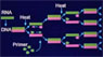 polymerase chain reaction (PCR)