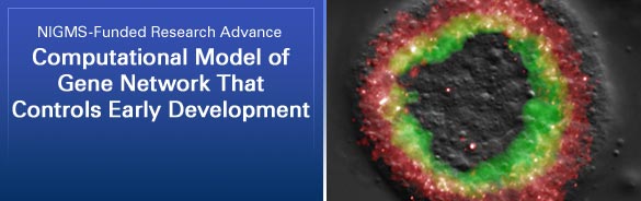 NIGMS-Funded Research Advance: Computational Model of Gene Network That Controls Early Development