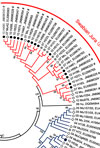 Multiple Synchronous Outbreaks of Puumala Virus, Germany, 2010