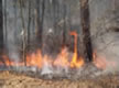 link to Wildland Fire & Fuel