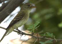 Willow Flycatcher