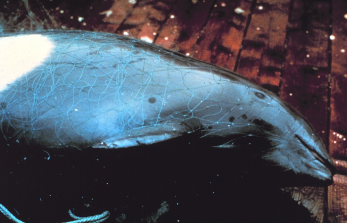 harbor porpoise entangled in a net