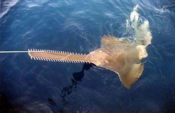 smalltooth sawfish entangled in fishing gear