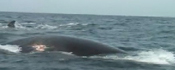 right whale with indication of ship strike