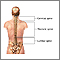 Anatomía posterior de la columna vertebral