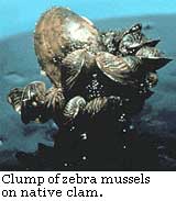 clump of zebra mussels on native clam