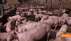 Here's the Crisis That's Killing Pig Farming