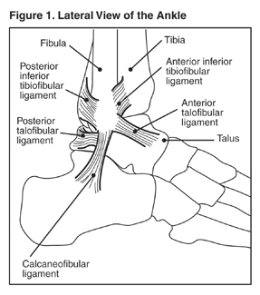 Illustration of a Lateral View of Ankle