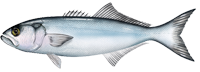 Bluefish