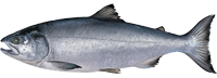 Chum salmon