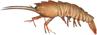 Rock Shrimp