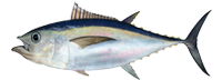 Atlantic Bigeye Tuna