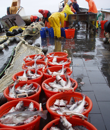 Sorting the survey catch