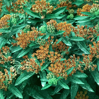 butterfly weed