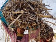 Girls carrying loads of fodder 