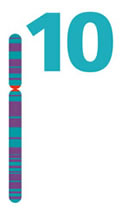 Chromosome 10