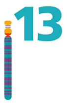 Chromosome 13