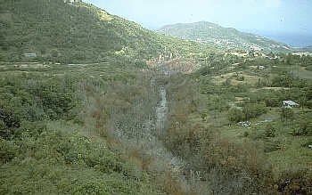 Vegetation burned by pyroclastic flow along stream channel, Soufriere 
          Hills volcano in Monsterrat