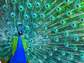 image of a peacock