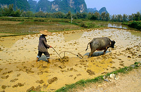 Chinese farmer