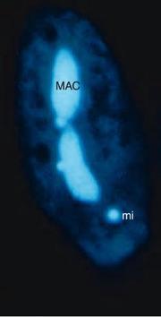 DAPI stained oxytricha 