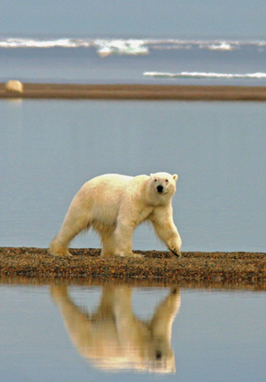 Polar bear. Credit: USFWS