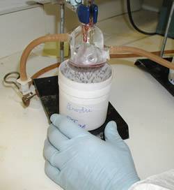 Mosquitoes being fed experimentally using a parafilm membrane; the blood meal is pumped on top of the membrane.