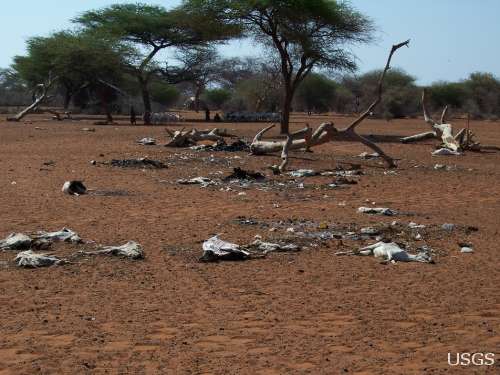Drought Impacts to Livestock in Somalia
