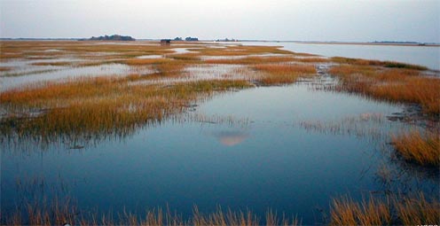 Coastal wetlands worldwide may disappear.