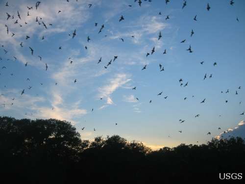 Insect-eating Brazilian Free-tailed Bats fly in an evening sky