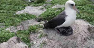 Wisdom, a 60-year-old albatross